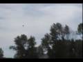 Bald Eagle versus Red Tail Hawk