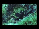 03.mov
