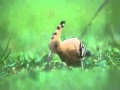 Hoopoe hunting Agrotis Segetum