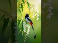 NATURE VIEW BIRD HD #NATURE #BEAUTIFULBIRD #B ..