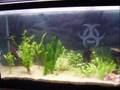 55g planted aquarium