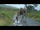 Giraffe on street and drinking