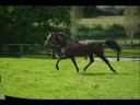 Jag de Bellouet au Haras de la Cour