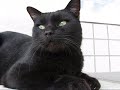 猫での動画撮影初めてチャレンジしました。沖縄の野良猫たちの愛らしい姿、見てください。