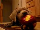 Sydney the Silver Lab vs. the Apple
