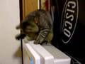 見えない敵と戦う猫