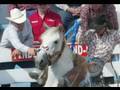 Horses Shocked by Ike Sankey at Pendleton PRCA Rodeo