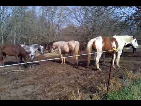 horses grand national