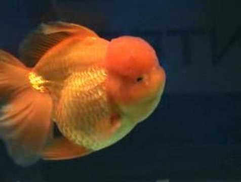 Goldfish at Aquarama