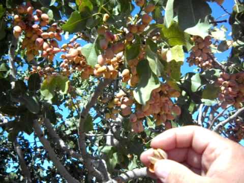 how to harvest pistachios