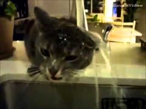 Funny Crazy Cats Compilation
