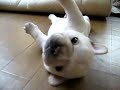 Perro cachorro intentando darse la vuelta