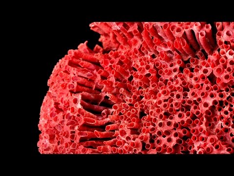 Corals: up close and personal
