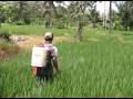 videos de Demonstration for farmers using organic manure and pesticide