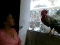 O galo Will da Madrugada