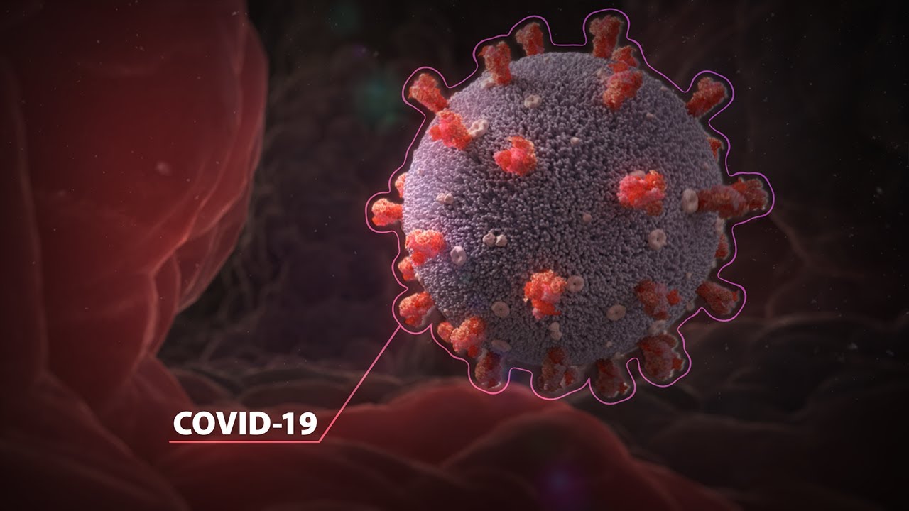 Как коронавирус атакует клетки человека