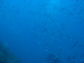 Puits de la Sardine ( Escala )