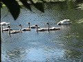 The Swan Family Taking An Afternoon Stroll
