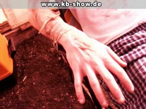 BORSCH 3 - Russischer Horror | KB Show