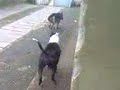 TUKA E SHYVA 3 TUKA E SHYVA 3