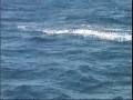 3 Marlin day aboard Sandy-ita, Marlin#2