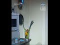 Naddel und Hassan müssen einen Finger in ein Wasserglas mit einem Tauchsieder halten. Wer zuerst den Finger rauszieht verliert das Match.