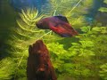 Betta Siamese fighting fish jumps for mosquito (complete)
