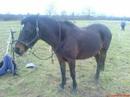 My wonderful Pony Katey My wonderful Pony Katey