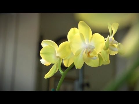 how to care for orchids at home