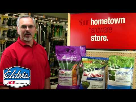 how to fertilize tall fescue