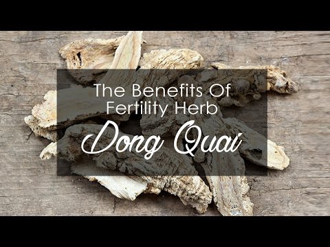 The Benefits Of Fertility Herb Dong Quai
