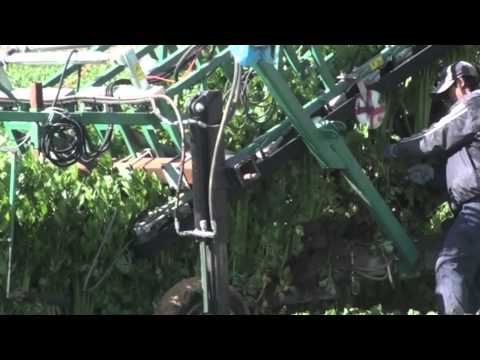 how to harvest celery seeds