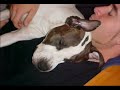 Pitbulls, Estigma injusto