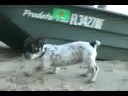 Gator as a Puppy