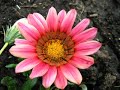 The Rose