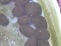 Koi Hatchlings
