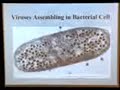 Viral structure part 2 (8min)