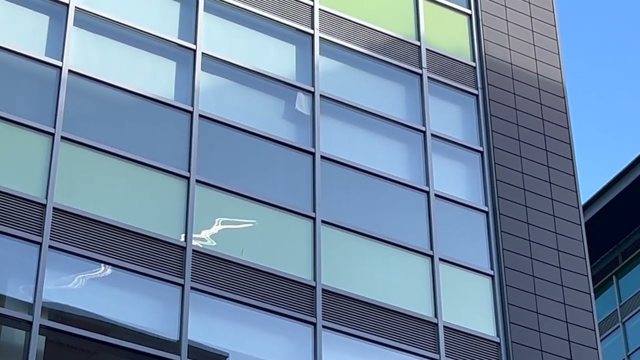 Traditional Fish Video Poster