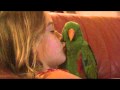 Adorable Baby Eclectus Chatter Adorable Baby Eclectus Chatter