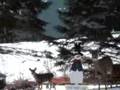 hejlik backyard deer call in