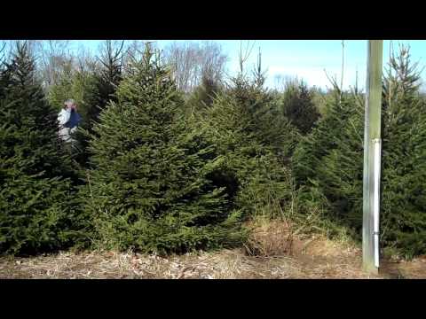 how to transplant norway spruce
