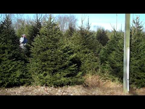 how to transplant norway spruce trees
