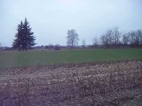 Guarda video Addestramento cocker con colombaccio. Selvatico trovato velocemente, ottima cerca, ottimo portamento, ottimo naso. Selvatico fatto volare e rincorso in quanto non