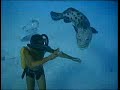 Cousteau diver waltz with Jojo the Grouper