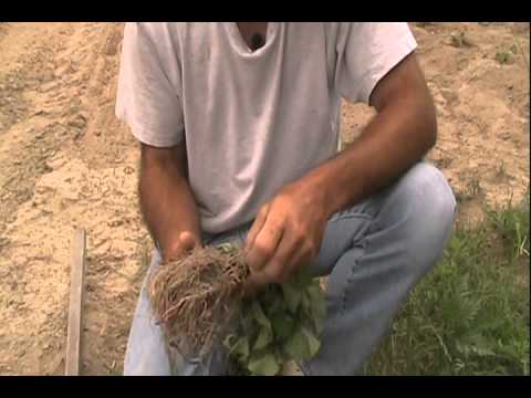 how to replant potatoes