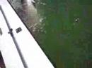 Bull Shark on Light Tackle