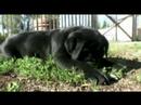 Cane corso allevamento