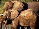 African Safari Travel & Tours Photo Album 2