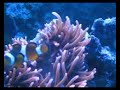 My Reef Tank - New Clown Fish Trio My Reef Tank - New Clown Fish Trio