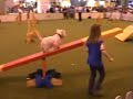 YKC Agility Crufts 2007